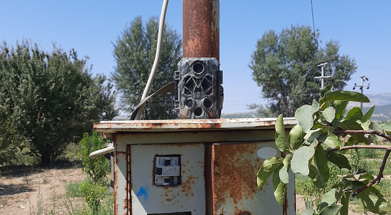 Meyve bahçelerine hırsız dadandı! Çareyi foto kapanda buldular